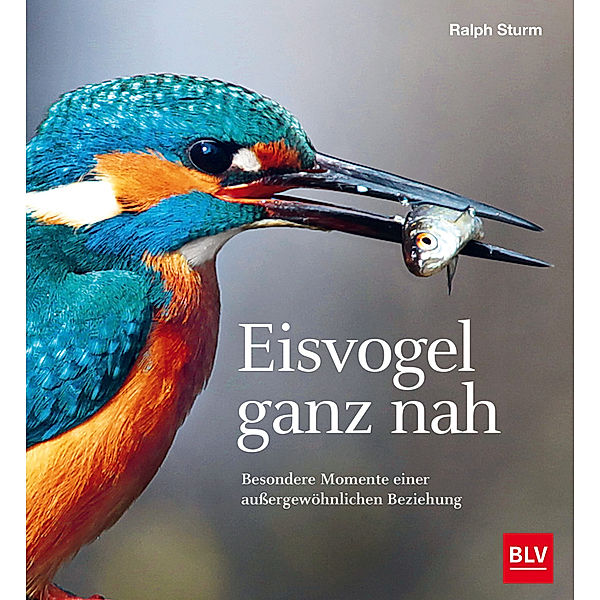 Eisvogel ganz nah, Ralph Sturm