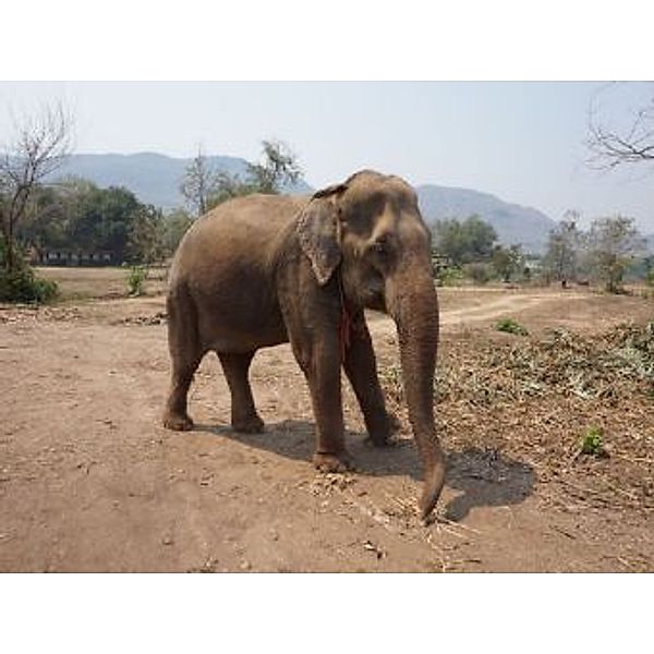 Elefant - 1.000 Teile (Puzzle)