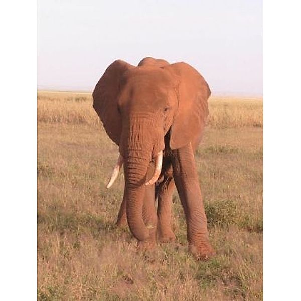 Elefant - 1.000 Teile (Puzzle)