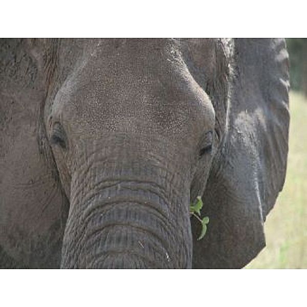 Elefant - 2.000 Teile (Puzzle)