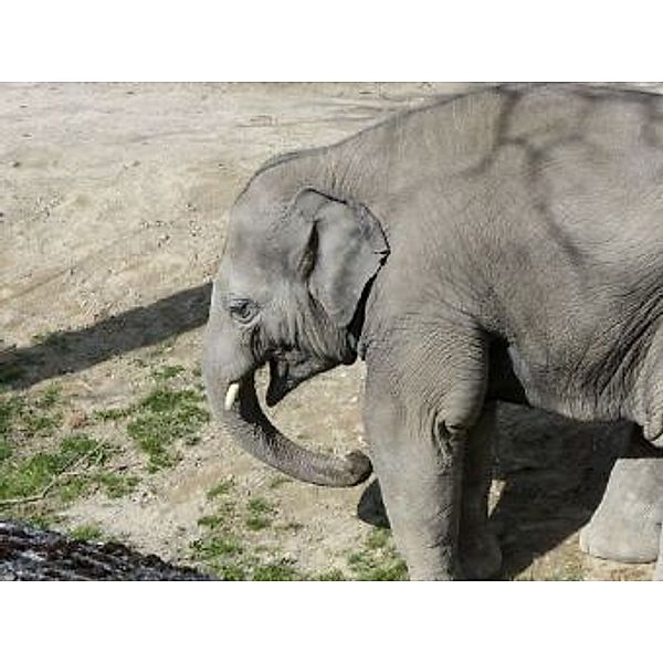 Elefant - 2.000 Teile (Puzzle)