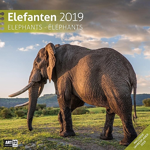 Elefanten 2019