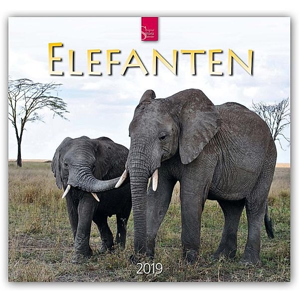 Elefanten 2019