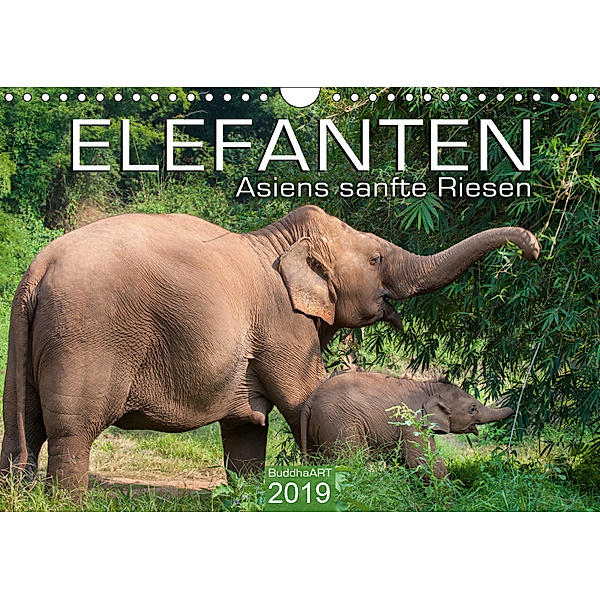 ELEFANTEN Asiens sanfte Riesen (Wandkalender 2019 DIN A4 quer), BuddhaART