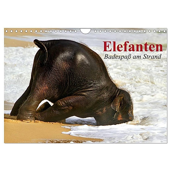 Elefanten. Badespaß am Strand (Wandkalender 2024 DIN A4 quer), CALVENDO Monatskalender, Elisabeth Stanzer