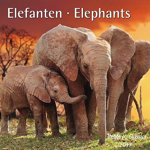 Elefanten / Elephants 2017