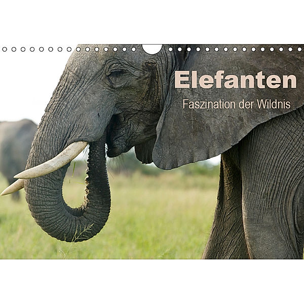 Elefanten - Faszination der Wildnis (Wandkalender 2019 DIN A4 quer), Nadine Haase