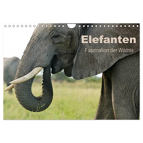 Elefanten - Faszination der Wildnis (Wandkalender 2024 DIN A4 quer), CALVENDO Monatskalender, Nadine Haase