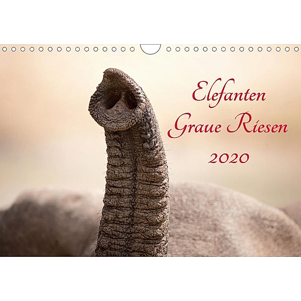 Elefanten - Graue Riesen (Wandkalender 2020 DIN A4 quer), Kirsten Karius, Holger Karius