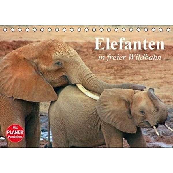 Elefanten in freier Wildbahn (Tischkalender 2016 DIN A5 quer), Elisabeth Stanzer