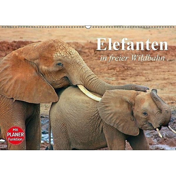 Elefanten in freier Wildbahn (Wandkalender 2017 DIN A2 quer), Elisabeth Stanzer
