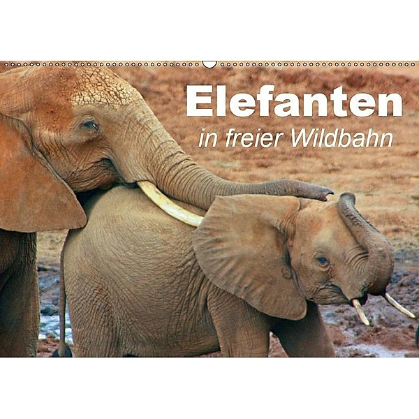 Elefanten in freier Wildbahn (Wandkalender 2019 DIN A2 quer), Elisabeth Stanzer