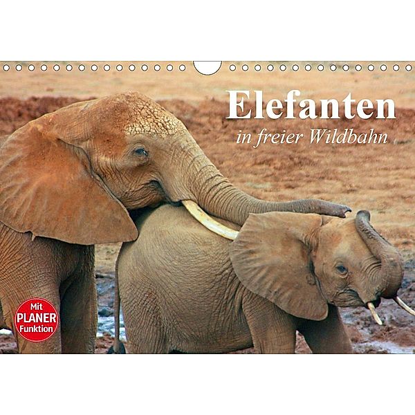 Elefanten in freier Wildbahn (Wandkalender 2021 DIN A4 quer), Elisabeth Stanzer