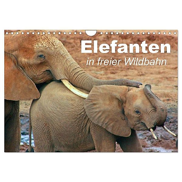 Elefanten in freier Wildbahn (Wandkalender 2024 DIN A4 quer), CALVENDO Monatskalender, Elisabeth Stanzer