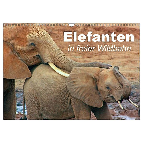 Elefanten in freier Wildbahn (Wandkalender 2024 DIN A3 quer), CALVENDO Monatskalender, Elisabeth Stanzer