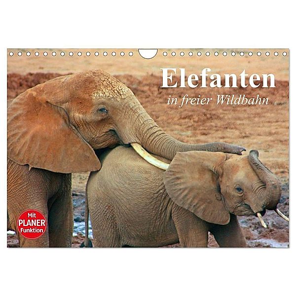 Elefanten in freier Wildbahn (Wandkalender 2024 DIN A4 quer), CALVENDO Monatskalender, Elisabeth Stanzer