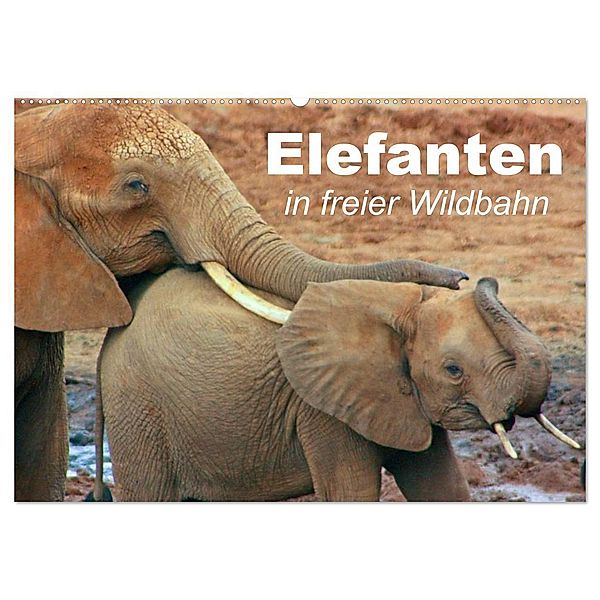 Elefanten in freier Wildbahn (Wandkalender 2024 DIN A2 quer), CALVENDO Monatskalender, Elisabeth Stanzer