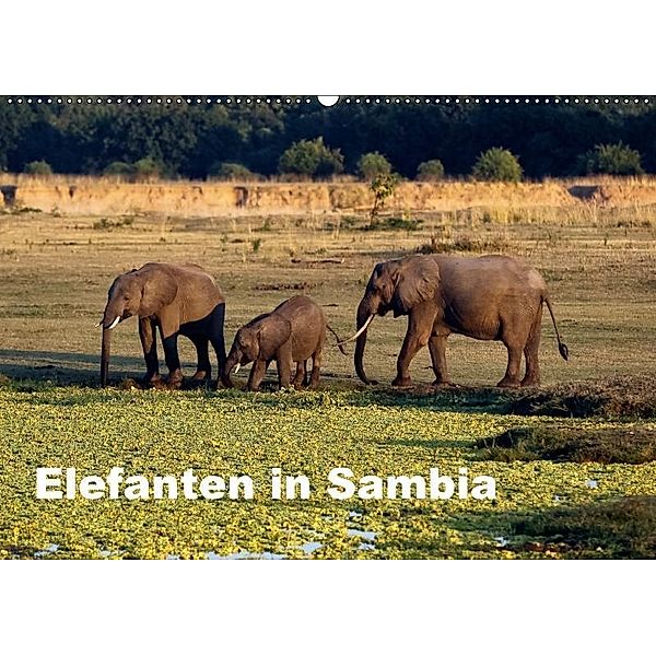Elefanten in Sambia (Wandkalender 2017 DIN A2 quer), Johanna Krause