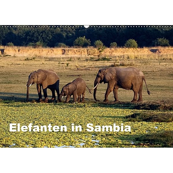 Elefanten in Sambia (Wandkalender 2018 DIN A2 quer), Johanna Krause