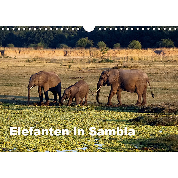 Elefanten in Sambia (Wandkalender 2019 DIN A4 quer), Johanna Krause