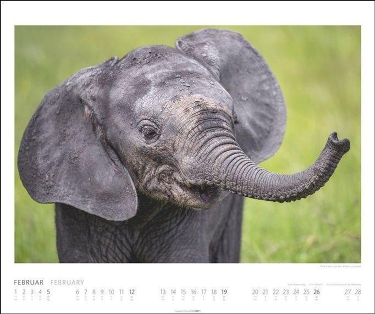 Elefanten Kalender 2023. Die sanften Riesen Afrikas, porträtiert in einem  großen Wandkalender. Hochwertiger Fotokalender - Kalender bestellen