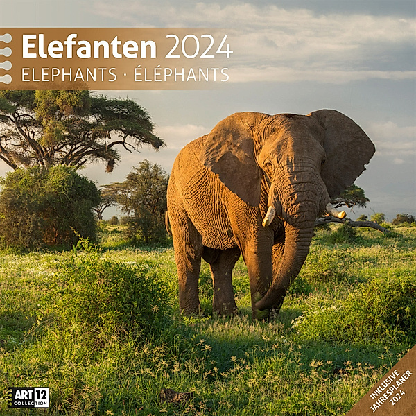 Elefanten Kalender 2024 - 30x30, Ackermann Kunstverlag