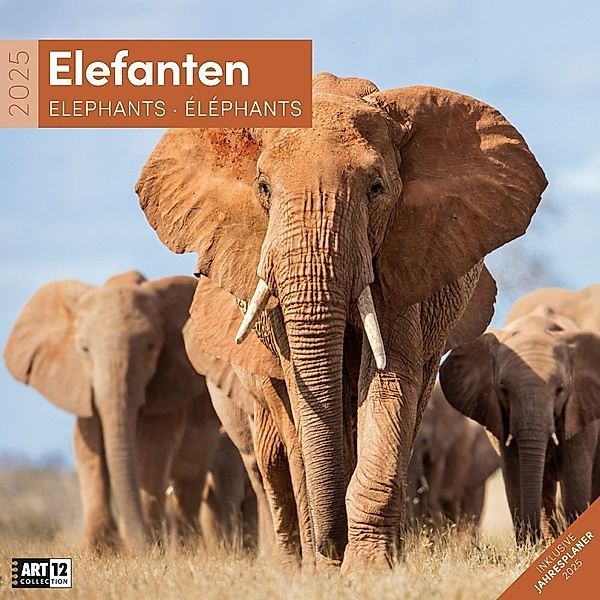 Elefanten Kalender 2025 - 30x30, Ackermann Kunstverlag