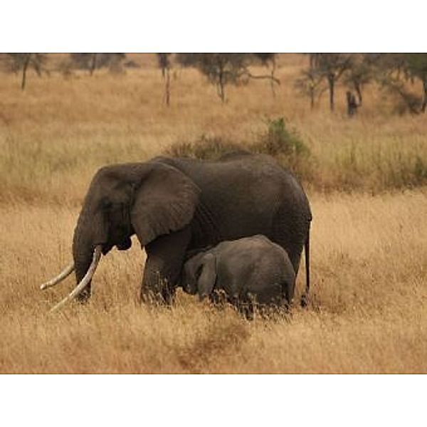Elefanten mit Baby - 2.000 Teile (Puzzle)