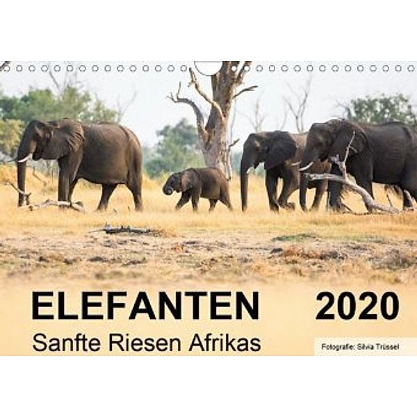 Elefanten - Sanfte Riesen Afrikas (Wandkalender 2020 DIN A4 quer), Silvia Trüssel