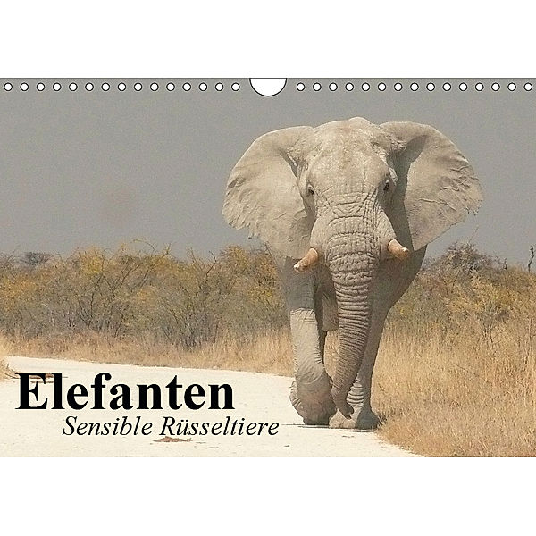 Elefanten. Sensible Rüsseltiere (Wandkalender 2019 DIN A4 quer), Elisabeth Stanzer