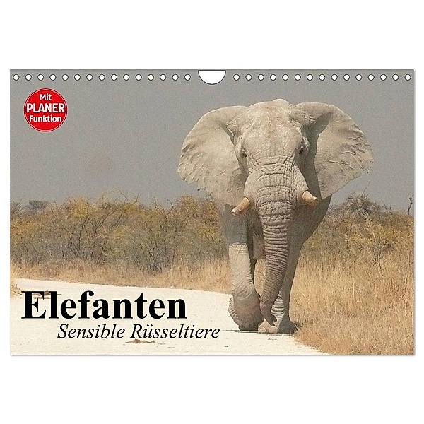 Elefanten. Sensible Rüsseltiere (Wandkalender 2024 DIN A4 quer), CALVENDO Monatskalender, Elisabeth Stanzer