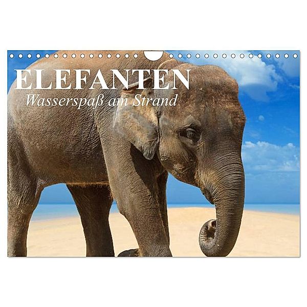 Elefanten - Wasserspaß am Strand (Wandkalender 2025 DIN A4 quer), CALVENDO Monatskalender, Calvendo, Elisabeth Stanzer