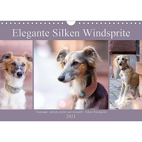 Elegante Silken Windsprite (Wandkalender 2021 DIN A4 quer), Fotodesign Verena Scholze