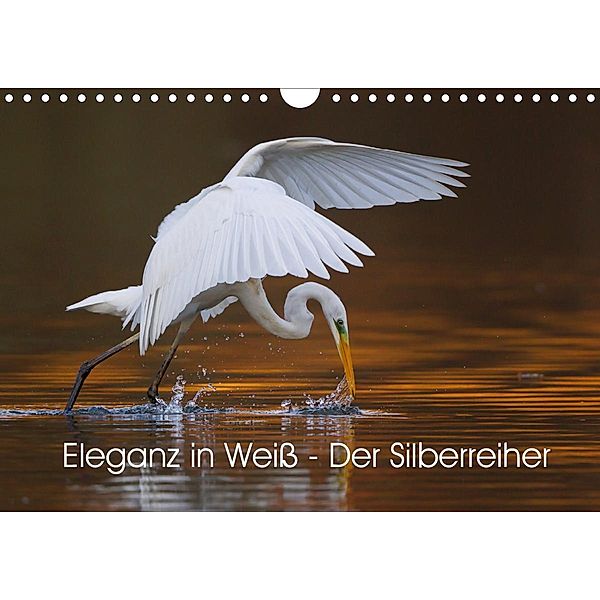 Eleganz in Weiß - Der Silberreiher (Wandkalender 2021 DIN A4 quer), Wilfried Martin