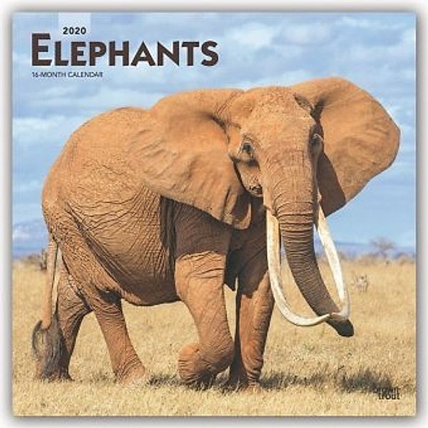 Elephants 2020 - 16-Monatskalender, BrownTrout Publisher