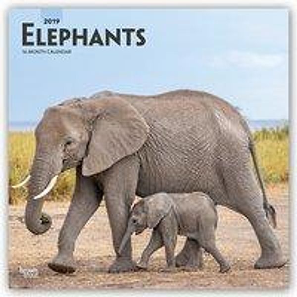 Elephants - Elefanten 2019 - 18-Monatskalender