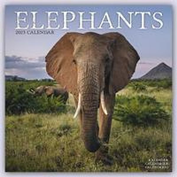 Elephants - Elefanten 2023 - 16-Monatskalender, Avonside Publishing Ltd