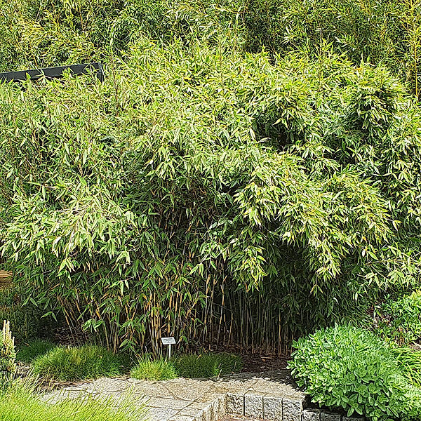 Elfenbeinbambus Ivory Ibis®