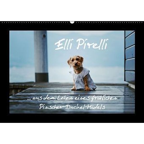 Elli Pirelli... aus dem Leben eines fröhlichen Pinscher-Dackel-Mädels (Wandkalender 2015 DIN A2 quer), Kathrin Köntopp