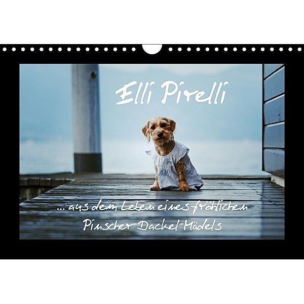 Elli Pirelli... aus dem Leben eines fröhlichen Pinscher-Dackel-Mädels (Wandkalender 2017 DIN A4 quer), Kathrin Köntopp