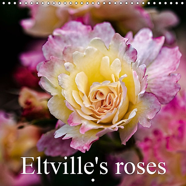 Eltville's roses (Wall Calendar 2019 300 × 300 mm Square), Dieter Meyer