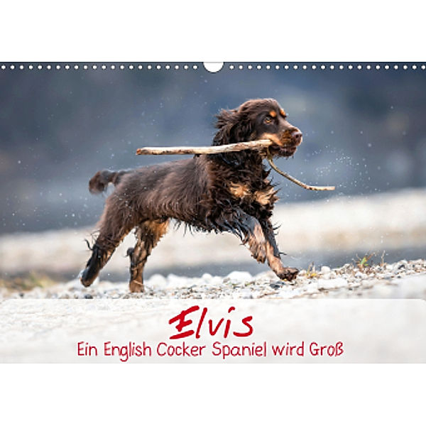 Elvis ein Engl. Cocker Spaniel wird Groß (Wandkalender 2021 DIN A3 quer), Sabrina Wobith Photography - FotosVonMaja