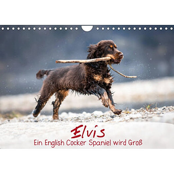 Elvis ein Engl. Cocker Spaniel wird Groß (Wandkalender 2022 DIN A4 quer), Sabrina Wobith Photography - FotosVonMaja