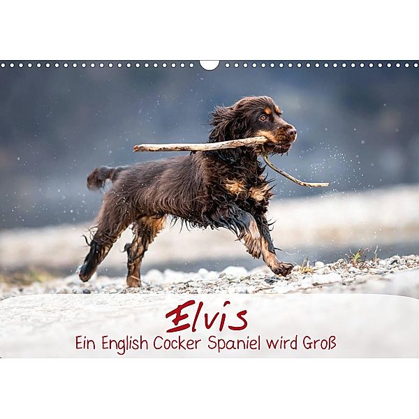 Elvis ein Engl. Cocker Spaniel wird Groß (Wandkalender 2023 DIN A3 quer), Sabrina Wobith Photography - FotosVonMaja