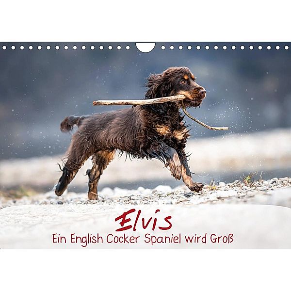Elvis ein Engl. Cocker Spaniel wird Groß (Wandkalender 2023 DIN A4 quer), Sabrina Wobith Photography - FotosVonMaja