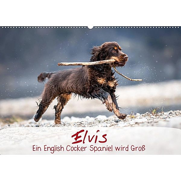 Elvis ein Engl. Cocker Spaniel wird Groß (Wandkalender 2023 DIN A2 quer), Sabrina Wobith Photography - FotosVonMaja