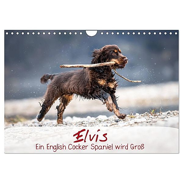 Elvis ein Engl. Cocker Spaniel wird Gross (Wandkalender 2024 DIN A4 quer), CALVENDO Monatskalender, Sabrina Wobith Photography - FotosVonMaja