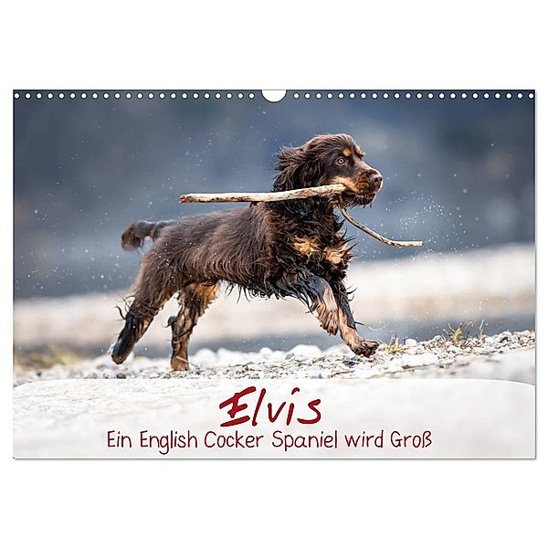 Elvis ein Engl. Cocker Spaniel wird Groß (Wandkalender 2024 DIN A3 quer), CALVENDO Monatskalender, Sabrina Wobith Photography - FotosVonMaja