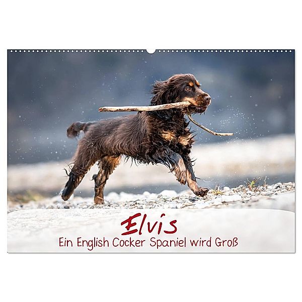 Elvis ein Engl. Cocker Spaniel wird Gross (Wandkalender 2025 DIN A2 quer), CALVENDO Monatskalender, Calvendo, Sabrina Wobith Photography - FotosVonMaja