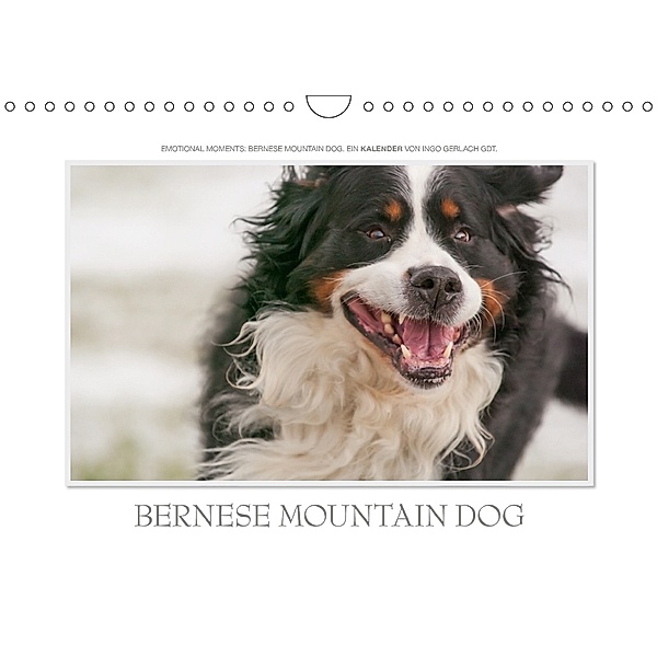 Emotional Moments: Bernese Mountain Dog. UK-Version (Wall Calendar 2018 DIN A4 Landscape), Ingo Gerlach, Ingo Gerlach GDT